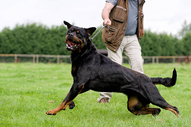 Dangerous dog Large aggressive dog being held back by its owner rottweiler stock pictures, royalty-free photos & images