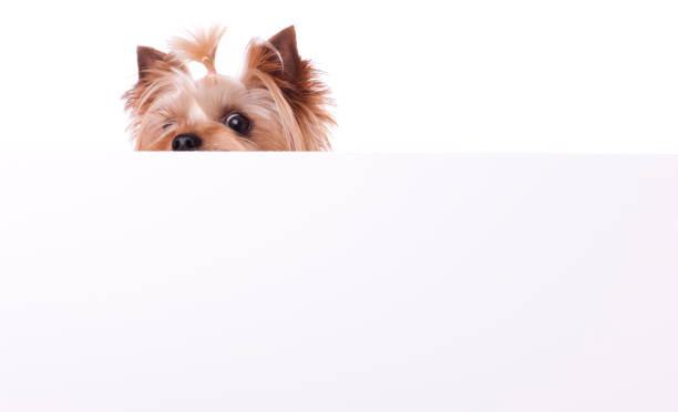 Yorkshire Terrier Playing Peek A Boo Yorkshire Terrier playing peek a boo over a blank white sign for your personalized message.PLEASE CLICK ON THE IMAGE BELOW TO SEE MY DOGGY LIGHTBOX PORTFOLIO: peeking stock pictures, royalty-free photos & images