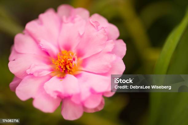 Photo libre de droit de Blooming Portulacacée banque d'images et plus d'images libres de droit de Capitule - Capitule, Couleur verte, Couleur vive