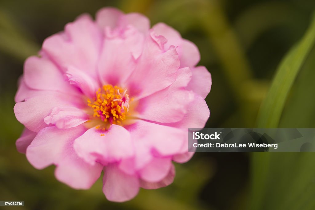 Florescendo Portulaca Oleracea - Foto de stock de Anual - Característica da planta royalty-free