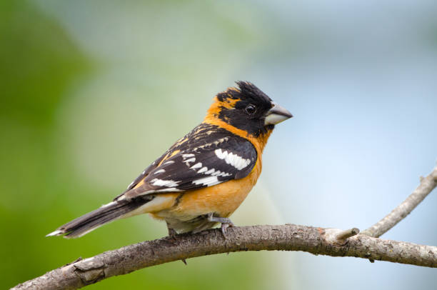 Black-headed Grosbeak, Male
