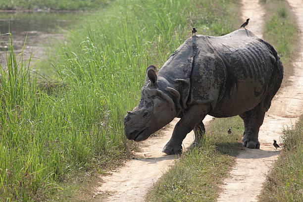 istock Indian Rhino in Chitwan 174083113
