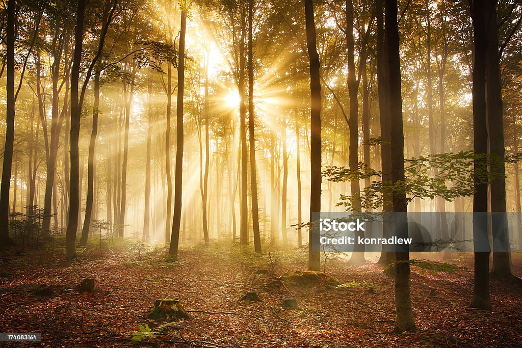 Otoño bosque de niebla-Imagen HDR XXXL - Foto de stock de Aire libre libre de derechos