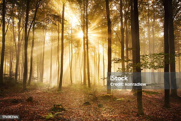 Photo libre de droit de Brouillard Hdr Xxxl Forêt Dautomneimage banque d'images et plus d'images libres de droit de Arbre - Arbre, Automne, Bois