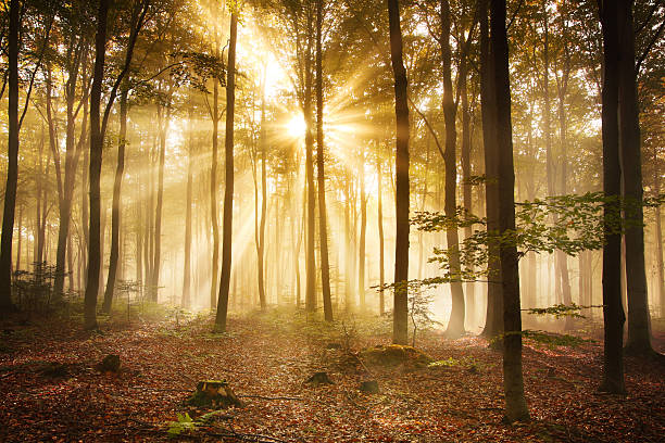 istock Foggy Autumn Forest - HDR XXXL Image 174083164