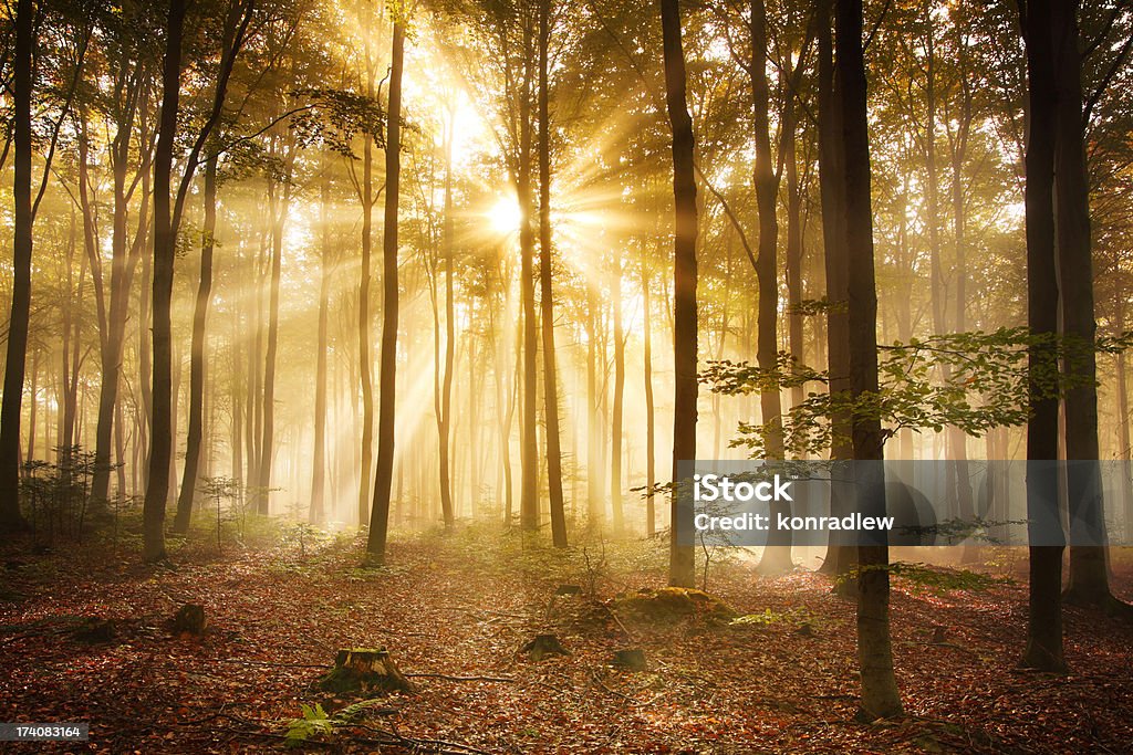 Foggy Autumn Forest - HDR XXXL Image Misty Forest Sun Beams  Autumn Stock Photo