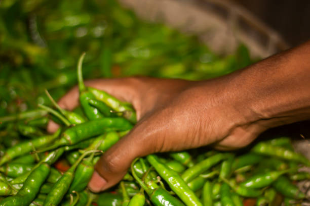 istock A man hold some pepper with his hand and green background 1740835391