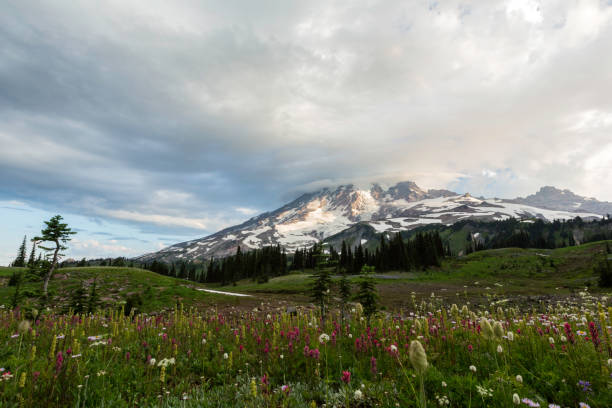 istock Mount Rainier Wildflowers Sunrise 174083585
