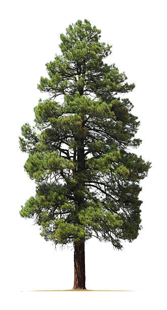 pino ponderosa aislado sobre fondo blanco - coniferous tree fotografías e imágenes de stock