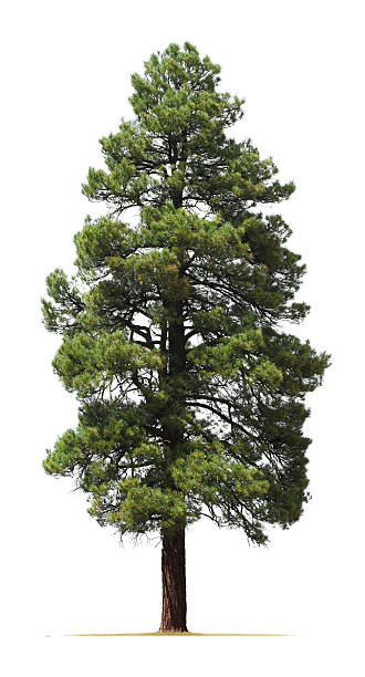 폰데로사소나무 흰색 바탕에 흰색 배경 - coniferous tree 뉴스 사진 이미지