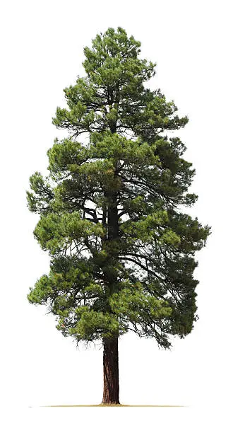 Photo of Ponderosa pine tree isolated on white background