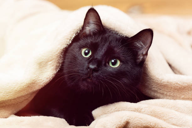 istock Portrait of a black cat peeking out from under a blanket during a cold snap 1740839326