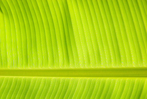 verde-lima - lime leaf imagens e fotografias de stock