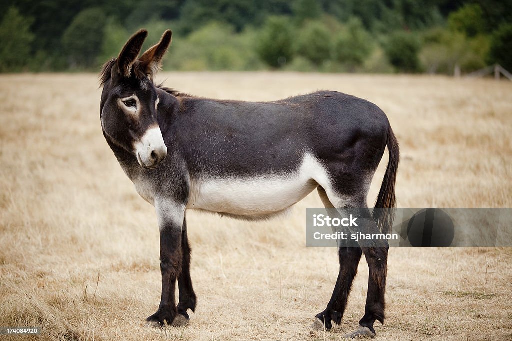 Casual Mule Donkey Standing In A Meadow Or Pasture Outdoors Stock Photo -  Download Image Now - iStock
