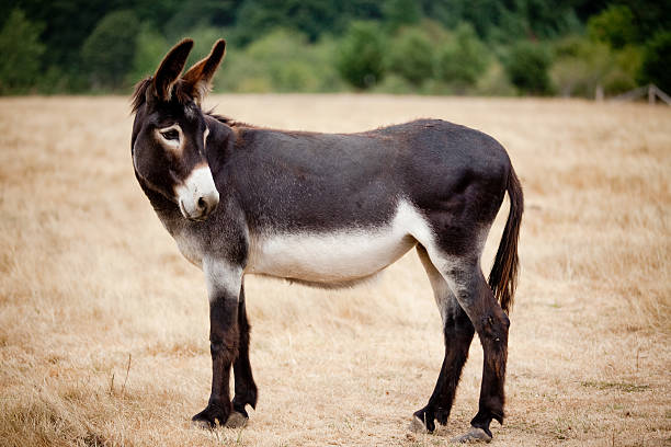 Casual Mule Donkey Standing in a Meadow or Pasture Outdoors A mule or donkey ass looking at the camera from a distance in a pasture with it's ears perked up. Innocent farm animal just hanging out. Signifies the democrat party in the USA mule stock pictures, royalty-free photos & images