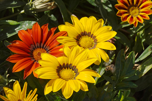 Close up view of blooming Gazania flowers (Treasure Flower) in red and yellow and a bee flying to them.