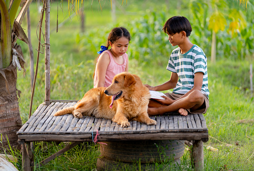 Side view of young Asian girl and boy as sister and brother relax on wooden litter also read some books with one dog sit beside and the look happy.