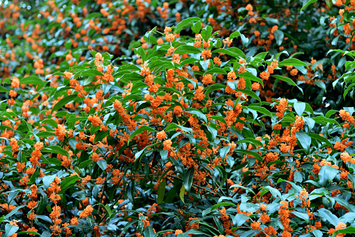 Osmanthus fragrans, native to Asia (Japan, China and Himalayas), and commonly called fragrant olive, sweet olive or sweet tea, produces clusters of flowers that have an extremely powerful apricot fragrance. It is a small, upright, evergreen tree that will grow to 3-10 meters tall. Tiny white, orange, gold or reddish flowers, depending on species, appear in clusters in late summer through into fall. The plant has very fragrant flower.