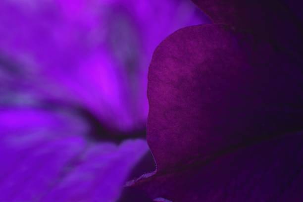 Purple flower petals. Floral background.