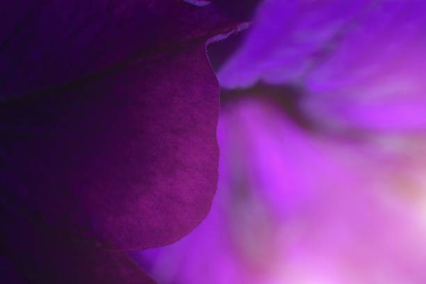istock Purple flower petals. Floral background. 1740871888