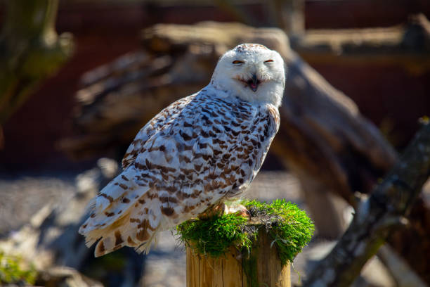 istock Snowy Owl (Bubo scandiacus) spotted outdoors 1740877020