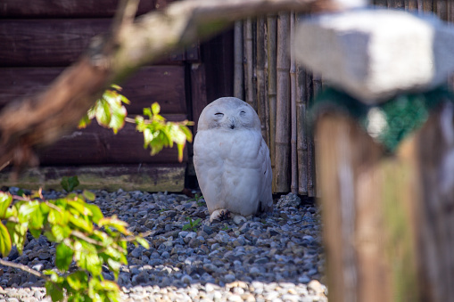 A majestic and iconic Arctic owl, the snowy owl (Bubo scandiacus) is known for its white plumage and yellow eyes.