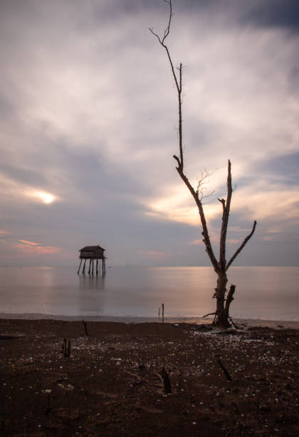 Withered tree on the beach, Tien Giang province