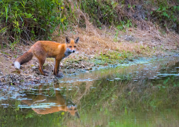 istock Young fox in its natural habitat in a forest with river 1740892448