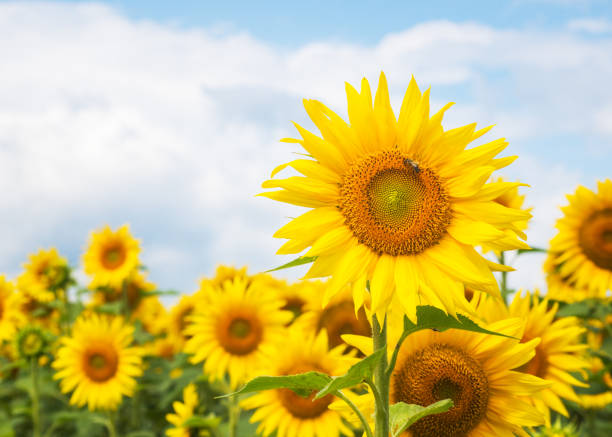 istock Beautiful sunflower on a sunny day with a natural background. Selective focus. High quality photo 1740895210