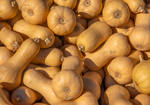 Butternut pumpking (squash) in a market stall. When ripe, butternuts get an orange color and become sweeter