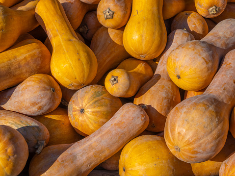 Butternut pumpking (squash) in a market stall. When ripe, butternuts get an orange color and become sweeter