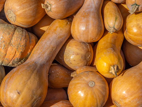 Butternut pumpking (squash) in a market stall. When ripe, butternuts get an orange color and become sweeter