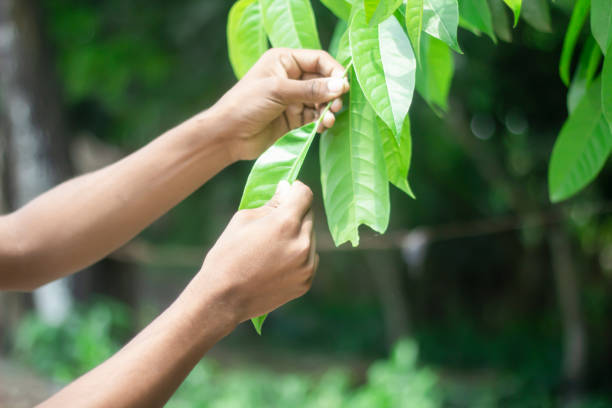 istock A man holds is tree leaf with hand and green background 1740900376