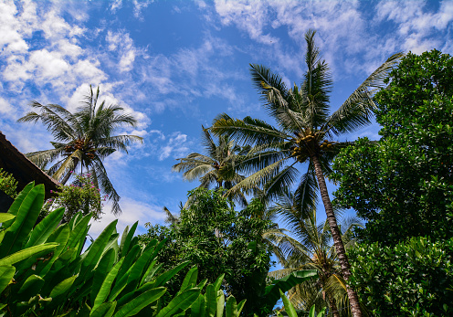 Coconut trees on Lombok Island, Indonesia. Lombok is an Indonesian island east of Bali.