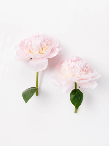 istock Two delicate pink peonies on a white background. 1740907422