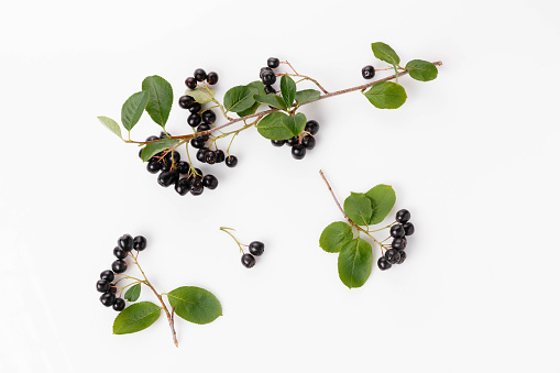 Aronia melanocarpa, black chokeberry, flat lay, top view isolated on white background.
