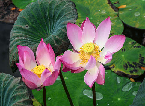 Lotus flowers blooming on the pond in spring time.