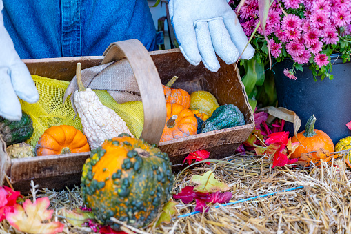 Close up of a harvest or Thanksgiving cornucopia of autumn vegetables