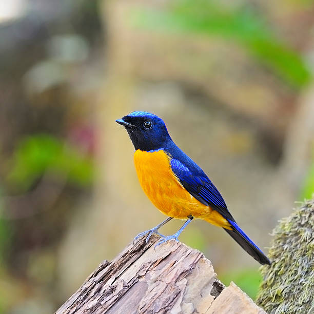 istock Rufous-bellied Niltava 174091758