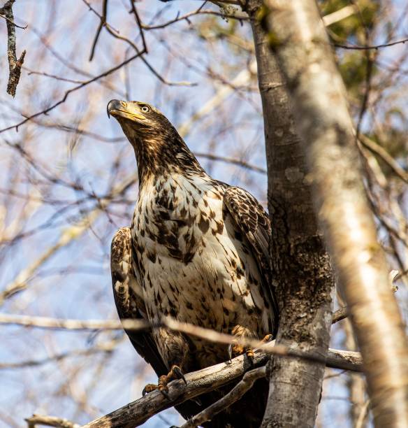 istock Closeup of a majestic Bald Eagle on a tree branch 1740918203