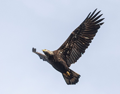 A majestic bald eagle soaring through the sky, clutching a twig in its talons
