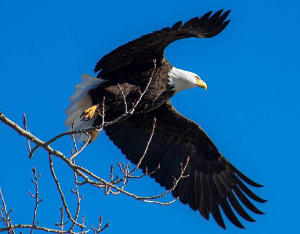 istock Majestic bald eagle soaring through a clear, blue sky, with its wings outstretched 1740918214
