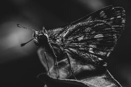 Close up of skipper on leaf