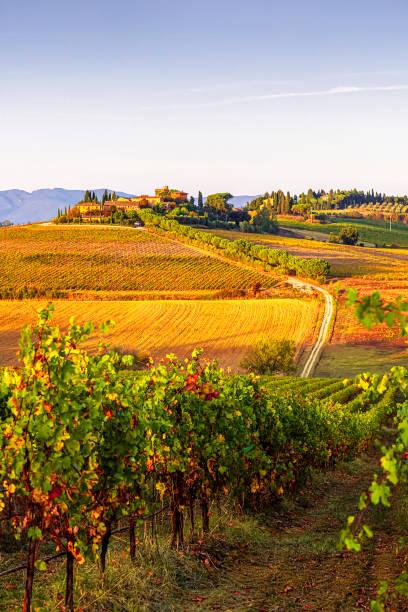 istock Vineyards near Montepulciano 1740932647