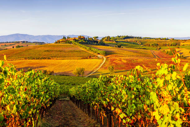 istock Vineyards near Montepulciano 1740933238