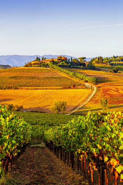 istock Vineyards near Montepulciano 1740934296