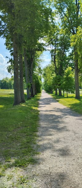 Park path with old lime trees stock photo