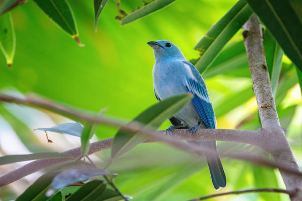istock A blue-gray tanager, Thraupis episcopus, perched on a branch with a lush foliage background. A social and noisy bird endemic to tropical and subtropical regions of Central and South America. 1740942635
