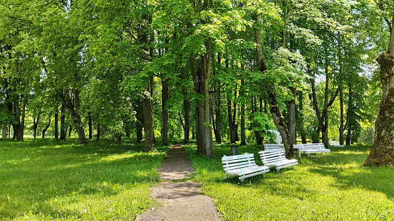Summer landscape in a Belarusian park with a path and benches.