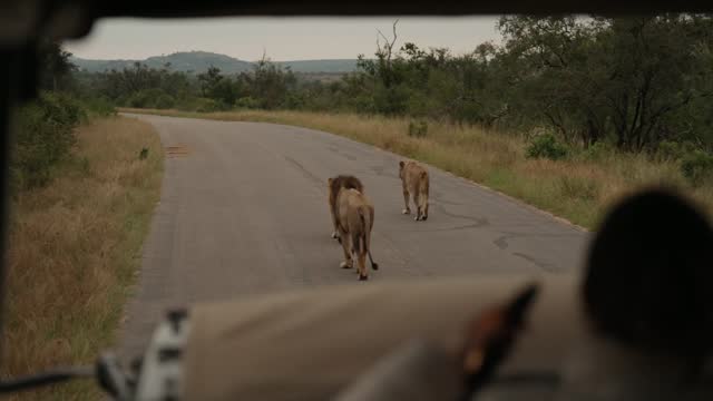 People taking photos of lions during a game drive in a wildlife reserve